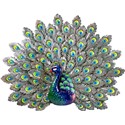 PAVO REAL FORJA 67 X 55 X 5 CM